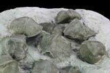 Ten Pyrite Replaced Brachiopod (Paraspirifer) Fossils - Ohio #129609-3